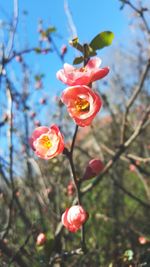 Close-up of pink flowers against blurred background