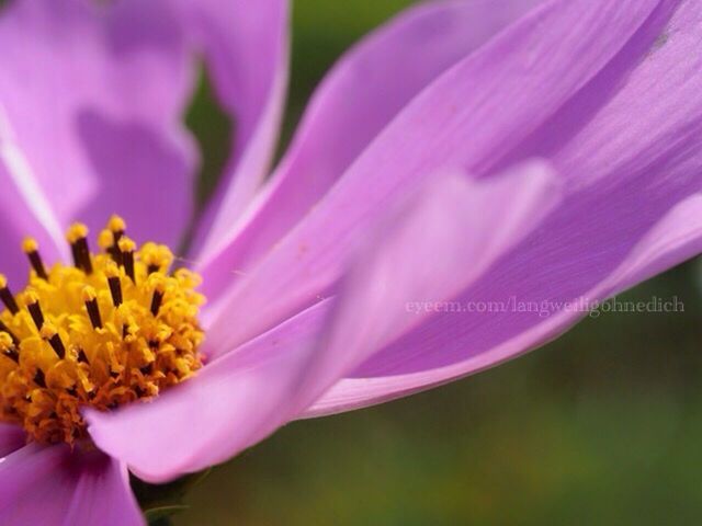 flower, petal, freshness, flower head, fragility, beauty in nature, growth, close-up, pollen, nature, stamen, yellow, blooming, pink color, selective focus, in bloom, blossom, purple, plant, macro