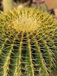 Close-up of cactus plant growing on field