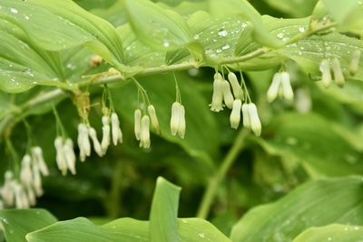 Close-up of wet plant leaves