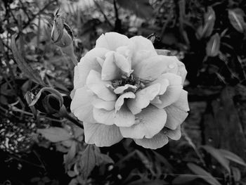 Close-up of rose plant