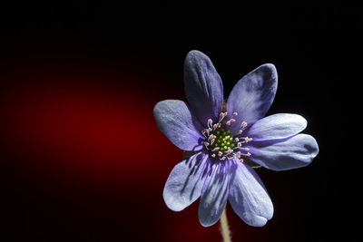 Close-up of flower blooming outdoors