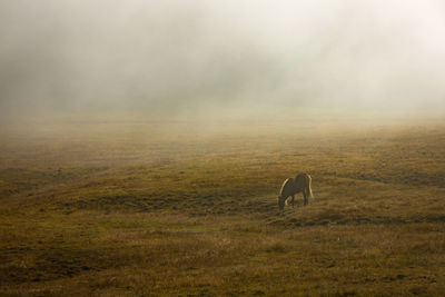 View of horse on field