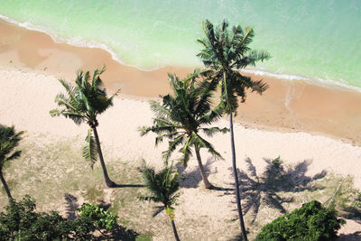 Palm trees on beach