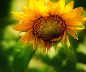 Close-up of sunflower blooming outdoors