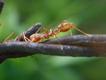 Close-up of insect on leaf