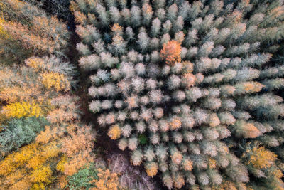 Full frame shot of flowering plants during winter