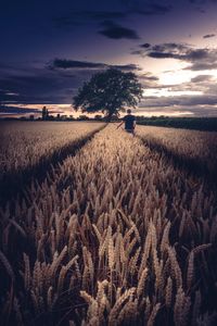 Scenic view of field at sunset