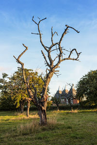 Bare tree on field against sky