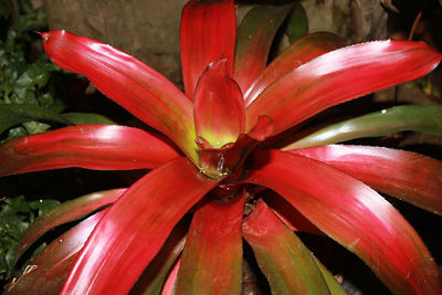 Close-up of red lily