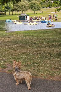 Dog in water