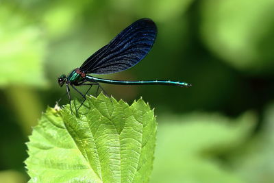 Close-up of insect on leaf