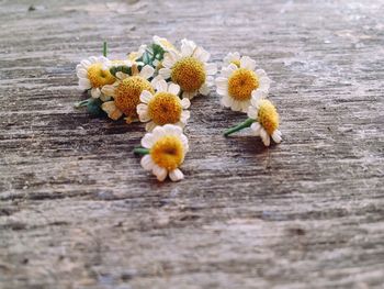 Close-up of yellow flowering plant on table