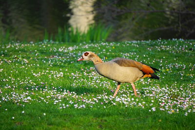 Side view of a bird on field