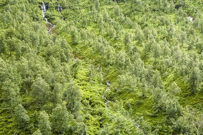 High angle view of trees in forest