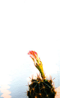 Close-up of succulent plant against clear sky