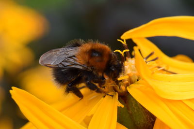 Close-up of honey bee on flower