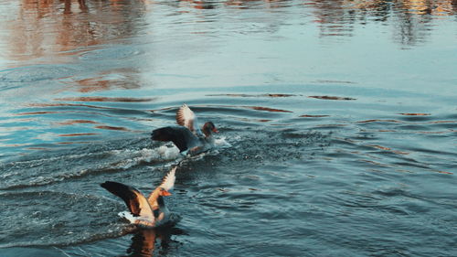 High angle view of birds swimming in lake