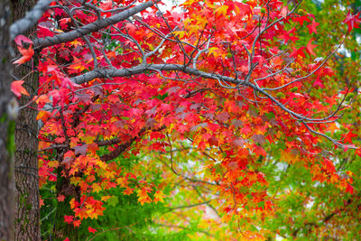 Close-up of red flowering tree during autumn