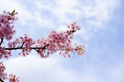 Low angle view of cherry blossoms against sky