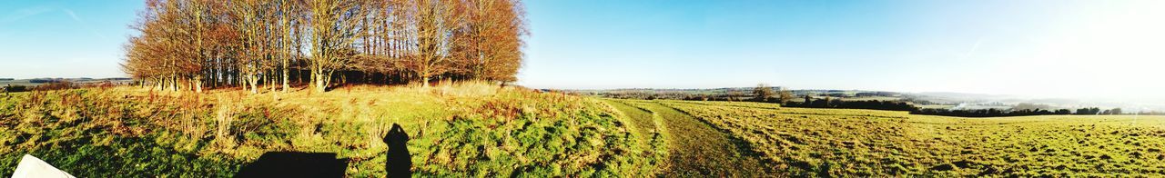 Crops growing on field against sky