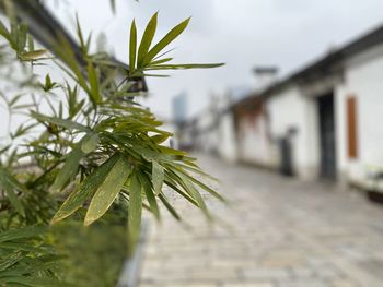 Close-up of plant growing on street against buildings