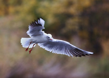 Bird flying against sky