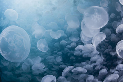 Close-up of jellyfish in sea