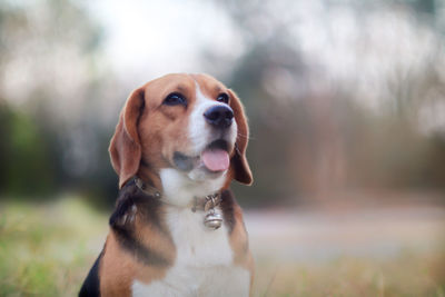 Close-up of dog looking away