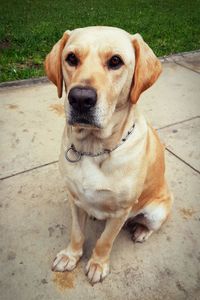 High angle portrait of dog sitting on floor