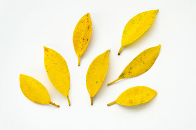 High angle view of lemon slices over white background