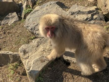 Monkey sitting on rock