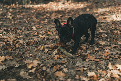 High angle view of a dog
