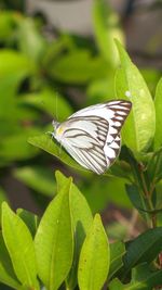 Butterfly on leaf