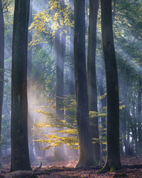 Sunlight streaming through trees in forest