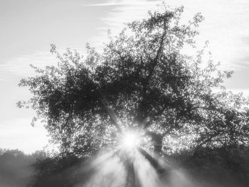 Low angle view of sunlight streaming through tree