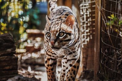 Portrait of cat in zoo