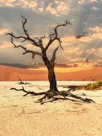Bare tree on sand against sky during sunset