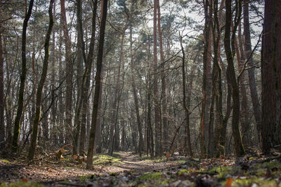 Trees in forest