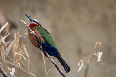 Close-up of bird perching on branch