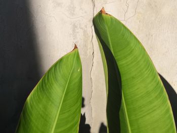 High angle view of leaf on plant against wall