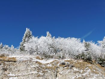 Frozen plants against clear blue sky
