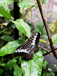 Close-up of butterfly on leaf