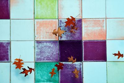 Close-up of maple leaves on floor against wall