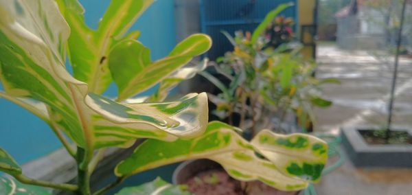 Close-up of green insect on plant