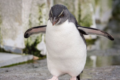 Close-up of a bird