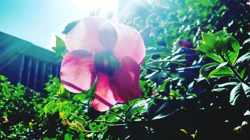 Close-up of pink flowering plant