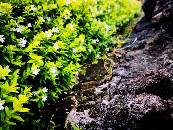 High angle view of moss growing on rock