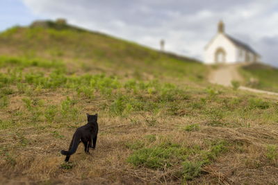 Cat walking on grass