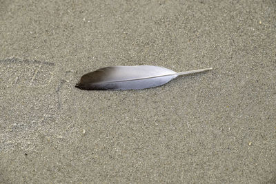 High angle view of feather on sand